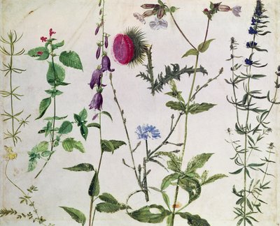 Oito estudos de flores silvestres de Albrecht Dürer